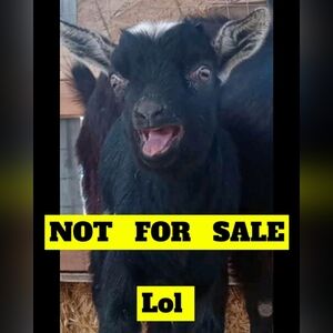 (4/$15)All in motion, size small, sculpt ultra high leggings